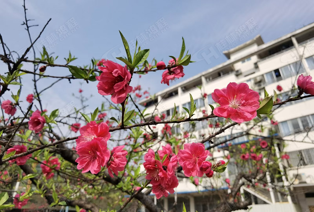 桂林鴻程花團(tuán)錦簇，滿園春色，邀您一起共賞春景，共商大計！